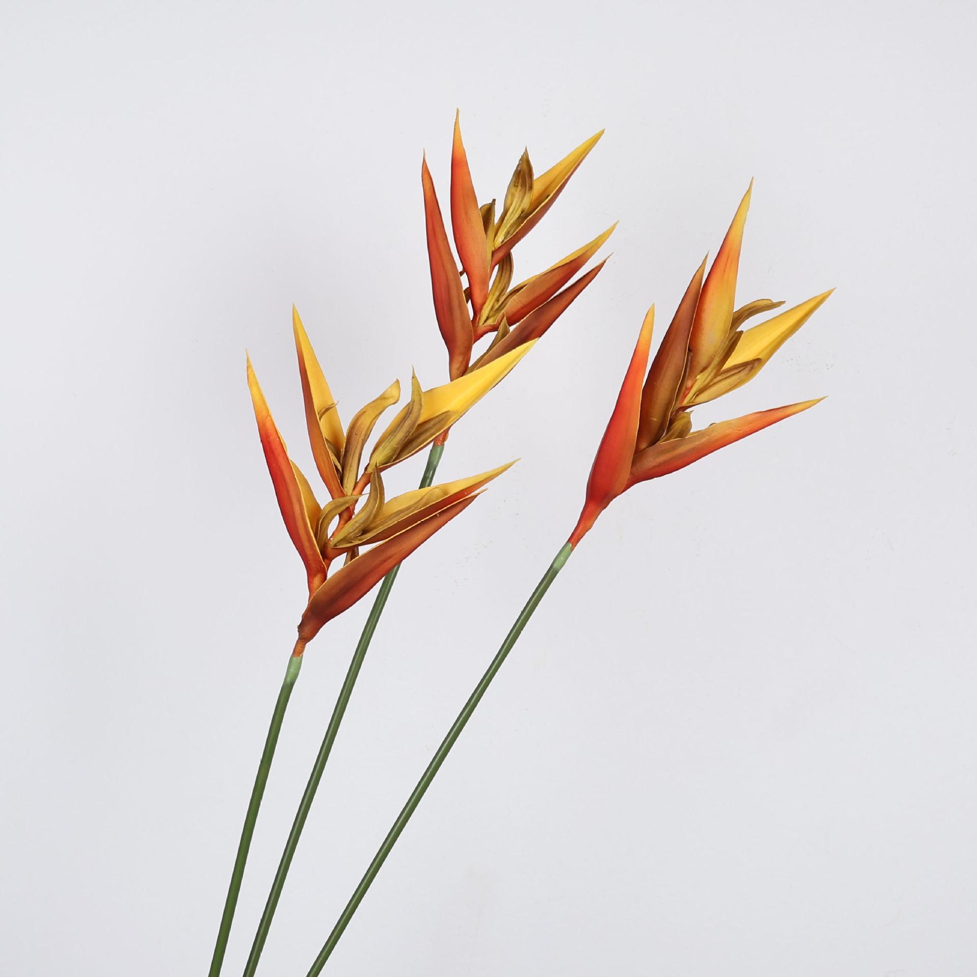 Planta de Strelitzia de pájaro - Bird Paradise Strelitzia reseña y precio